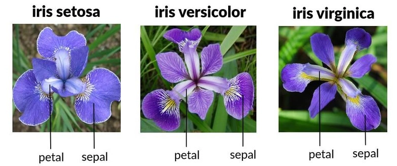 Iris Flower